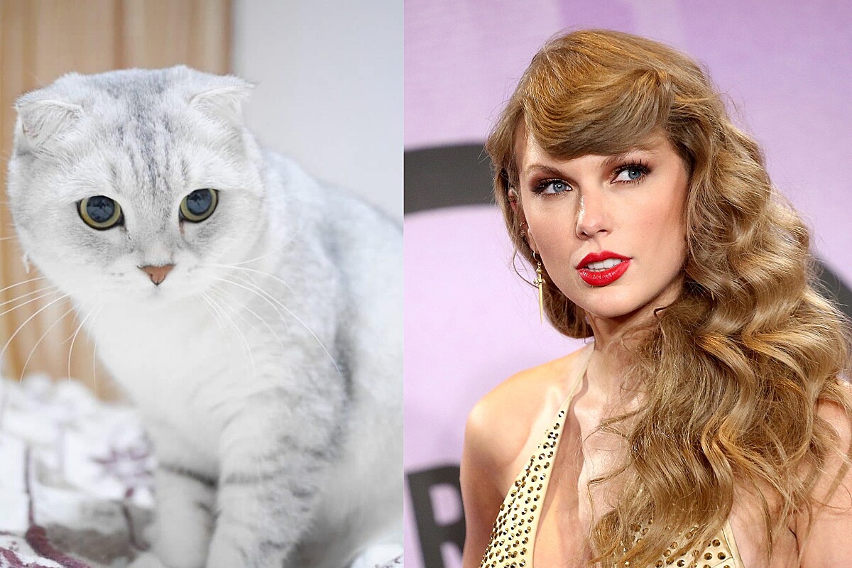 Cães, gatos e ovelhas giram 360º ao som de Taylor Swift; conheça