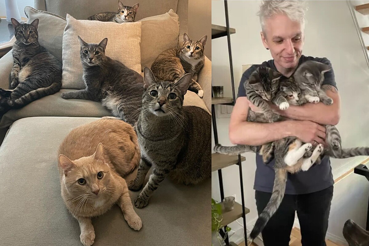 A man welcomes cats, and realizes overnight that he has more cats than he expected