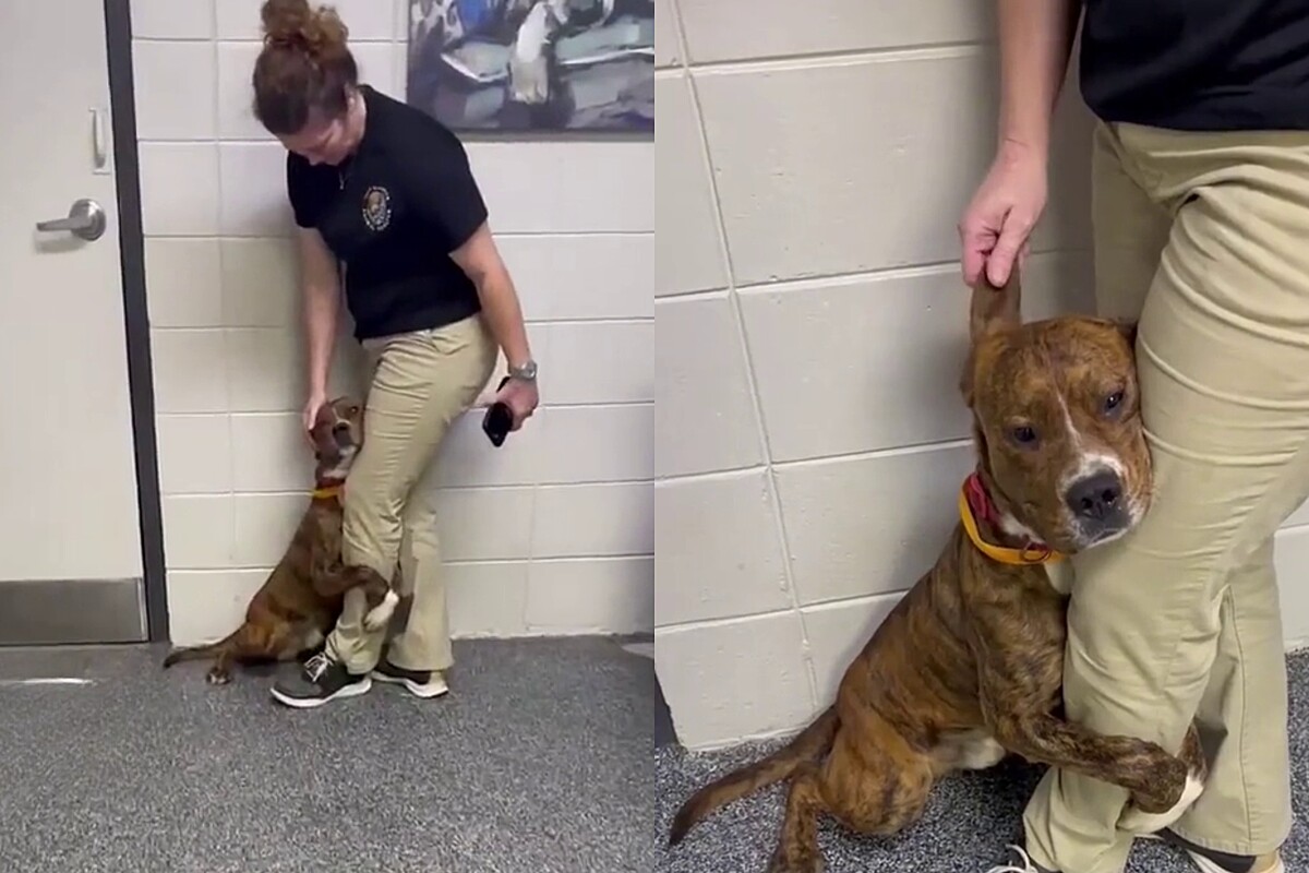 Un perro asustado que abraza la pierna de un voluntario del refugio recibe la noticia que estaba esperando