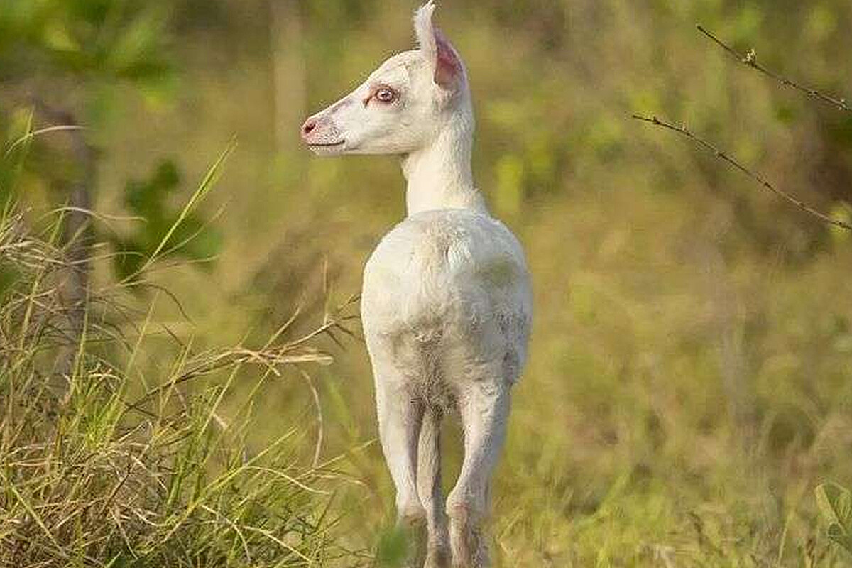 15 animais engraçados por natureza: fotos, memes e curiosidades