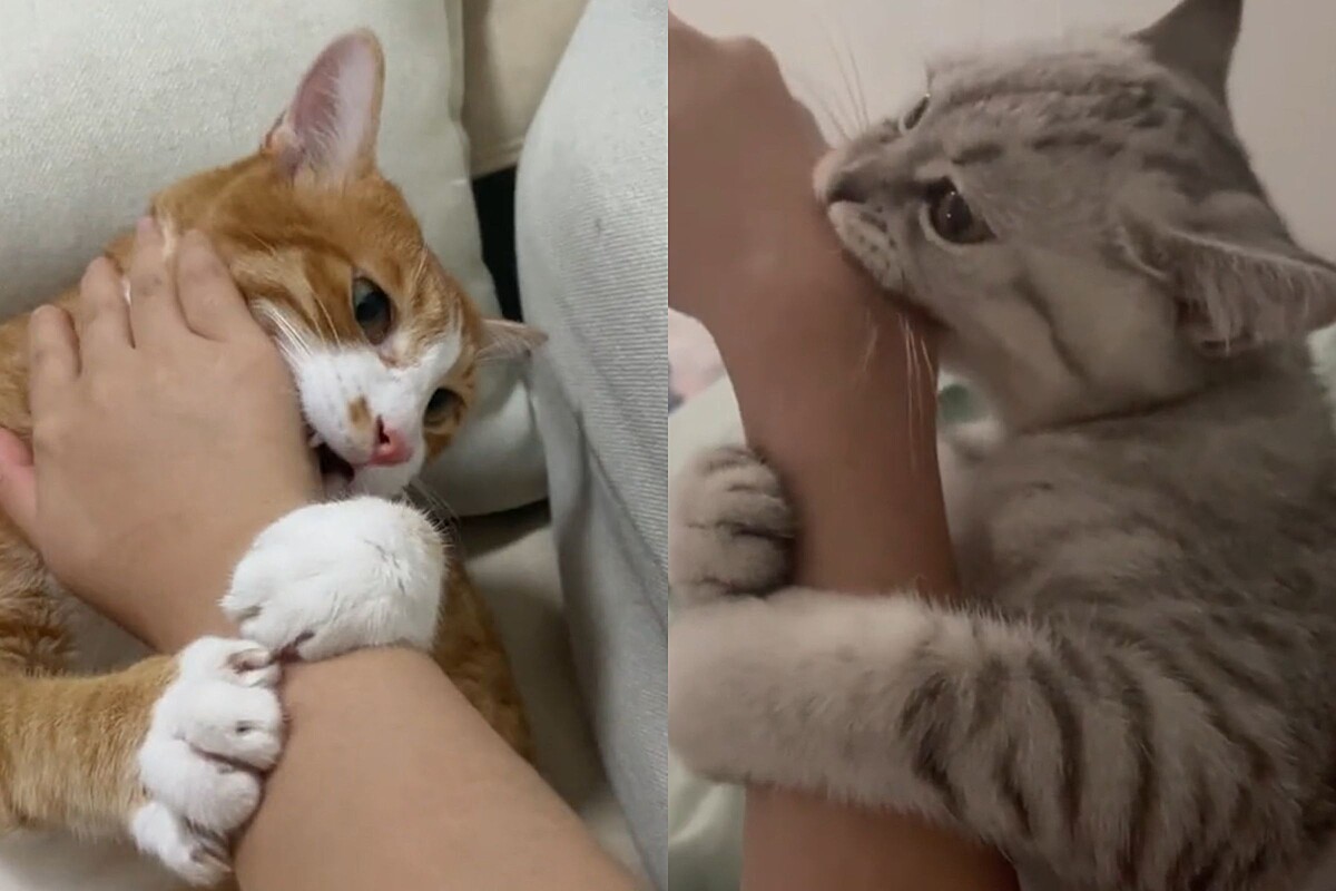 'Meu gato me morde do nada, ele é louco?': Médica veterinária ...