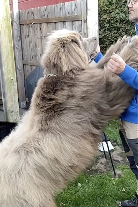 Cães-zilas! Cachorros 'gigantes' impressionam por seu tamanho e