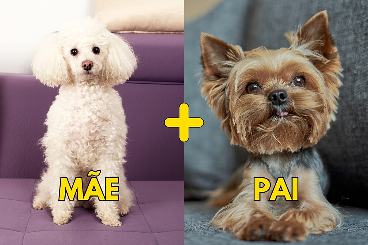 Conheça cachorro mistura das raças Poodle e Yorkshire