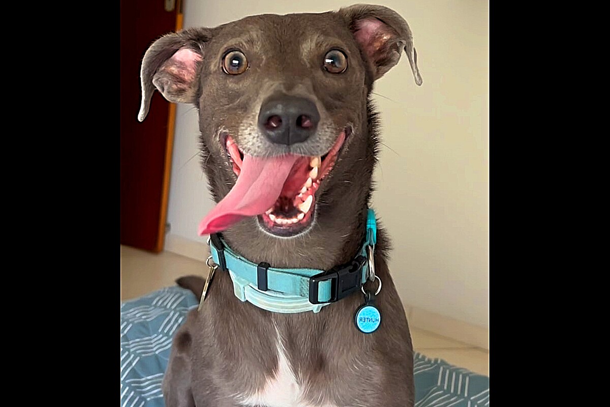 Tutora percebe semelhança incrível entre seu cão e personagem da Pixar, image size:1200x800