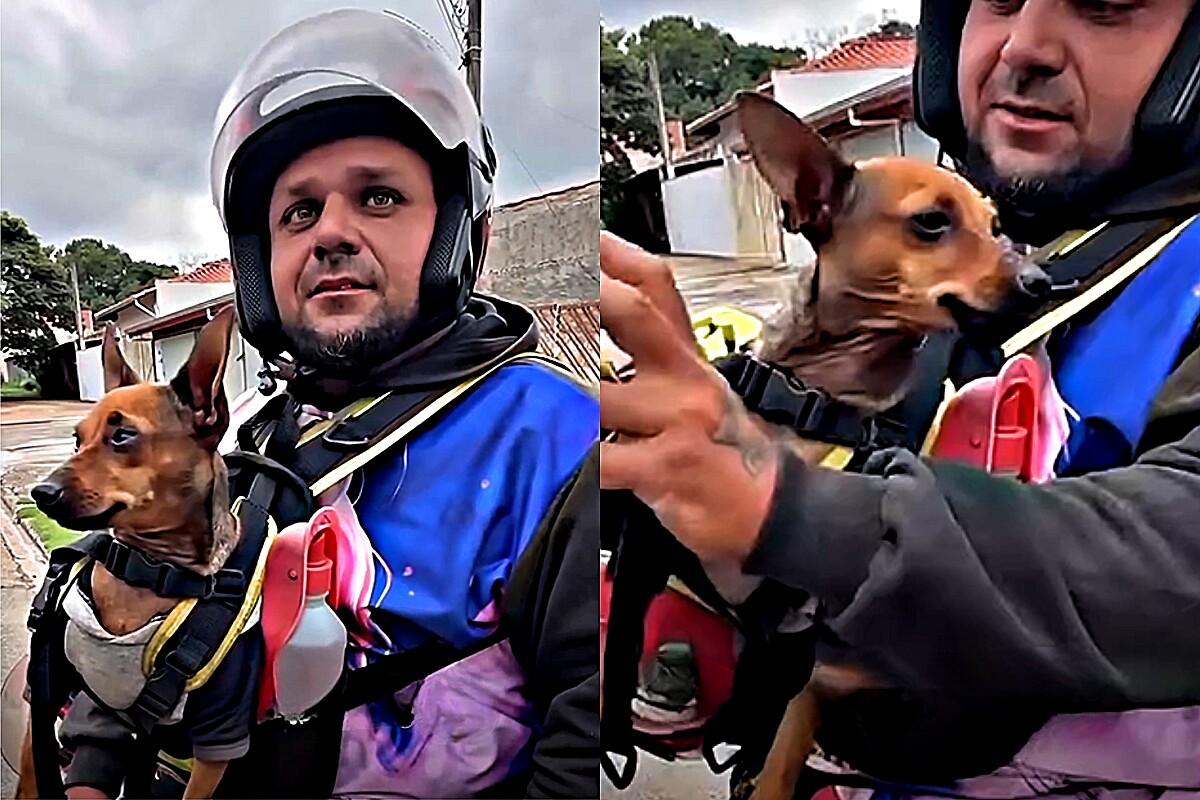 Homem para motoboy que anda junto com pinscher, pergunta a sua história e  descobre como cão salvou a vida do rapaz