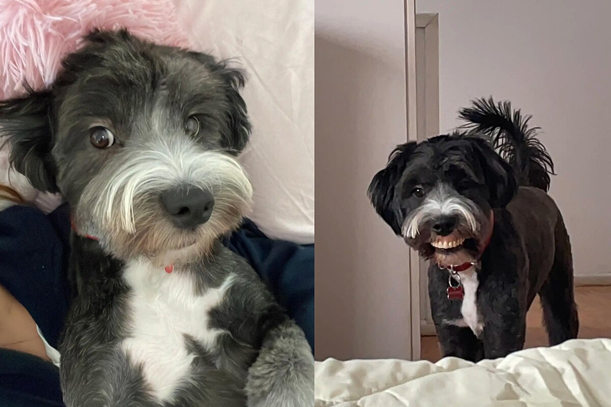 Mulher fica surpresa quando seu cachorro entra no quarto com novo sorriso