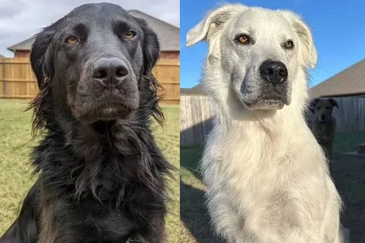 Cão preto e branco: como o vitiligo transforma a pelagem canina — Vitiligo em cães tem tratamento? O que fazer ao notar manchas?
