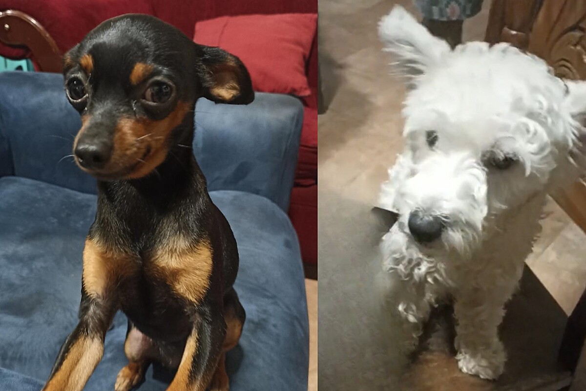 Tutor apresenta seu cão mistura de pinscher com poodle e rostinho mais ...