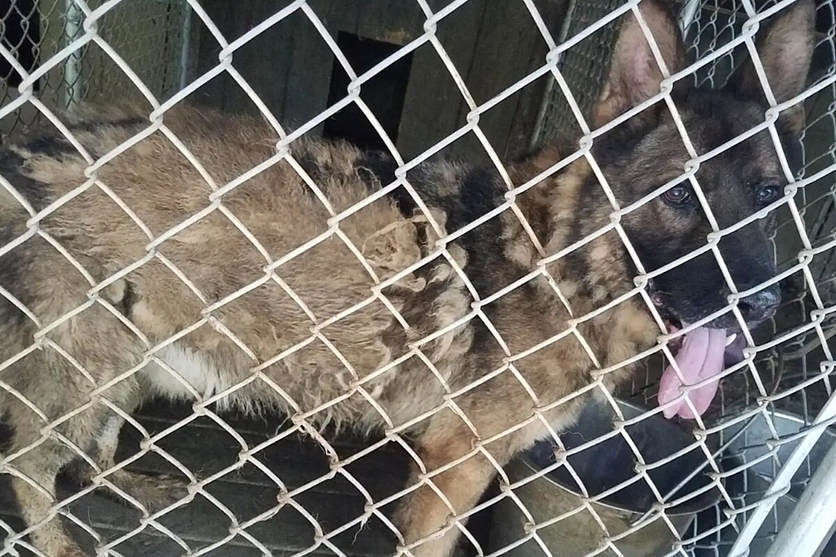 Rescue teams find a dog in a cage