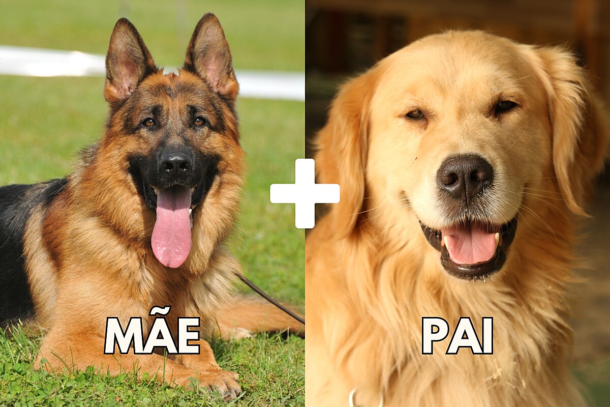 Cão mistura de Golden com pastor alemão chama atenção por visual único e  temperamento gentil e protetor