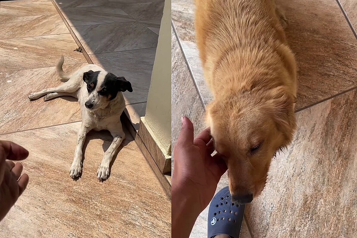 Homem que não quer cão vira-lata exibe seu Golden rebaixado e Fox ...