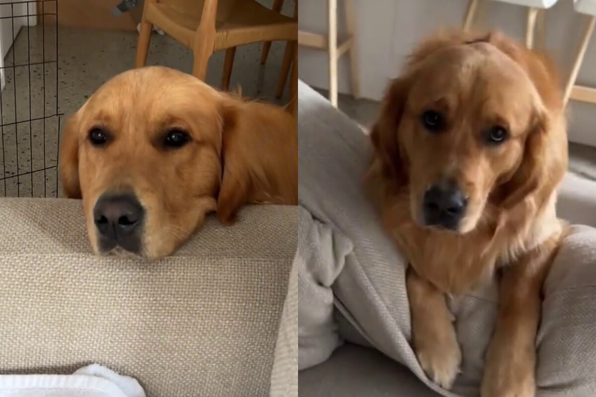 Pedinte Golden retriever faz cara de pedinte e o que ele queria deixa todo ...