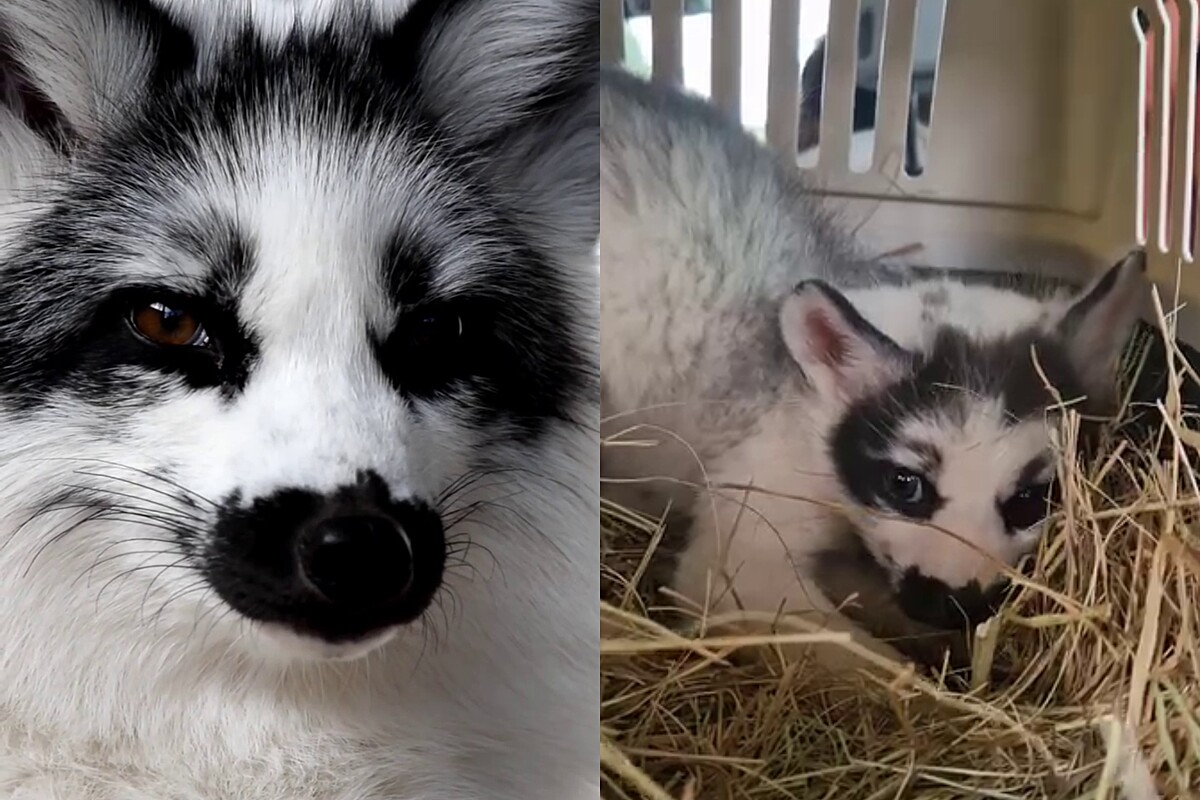Mistura de gato com cachorro? Animal de beleza única chama atenção na  internet