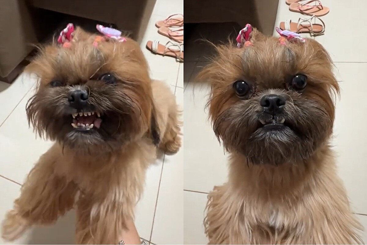 Shitsu Real Shih-tzu tem sua verdadeira identidade revelada e vídeo impressiona ...
