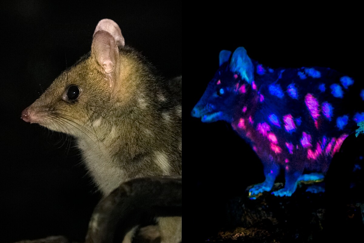 Criatura fofa que brilha sob luz UV é capturada por câmera pela ...