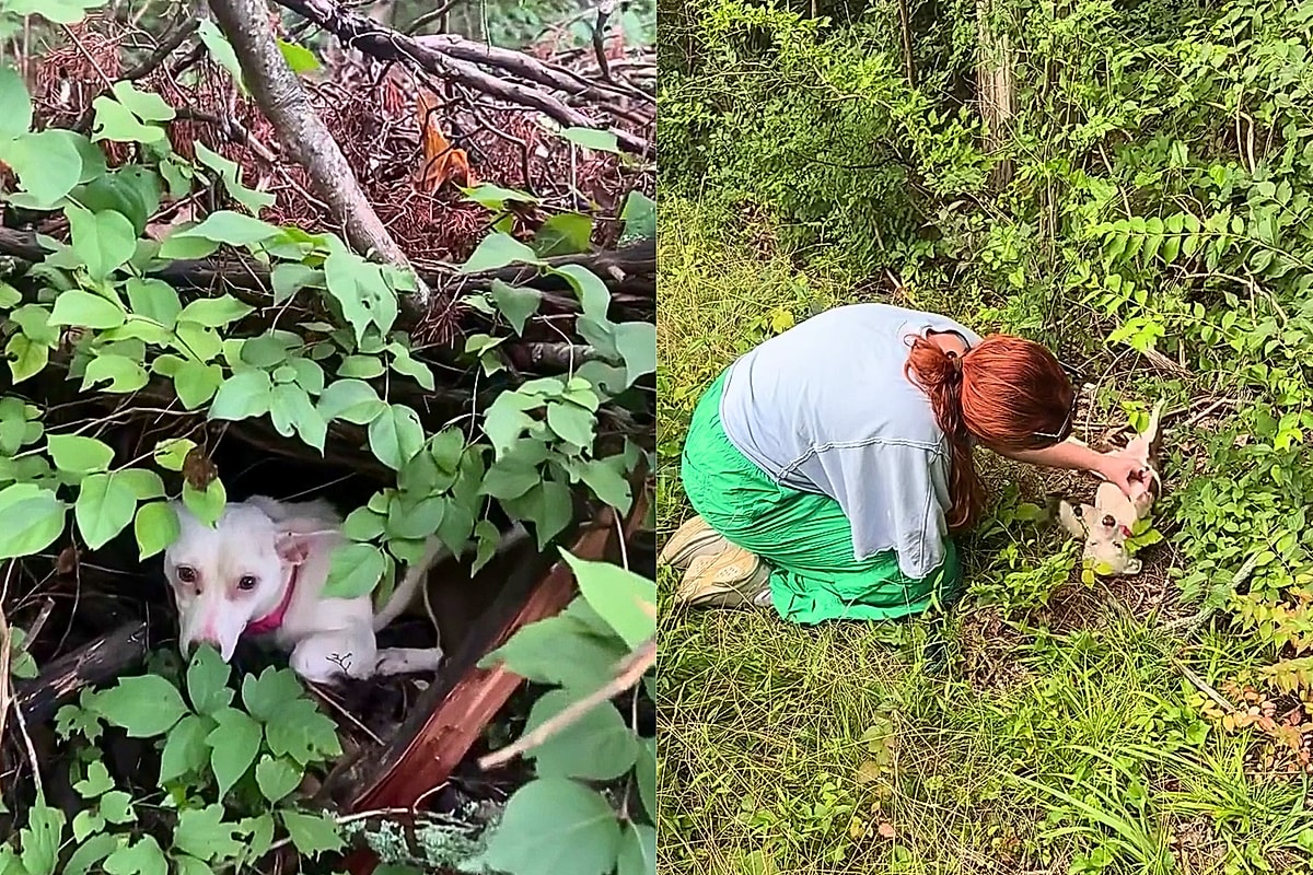 Cachorrinha abandonada em mata nos EUA vira sensação e atrai mais de 200 pretendentes à adoção