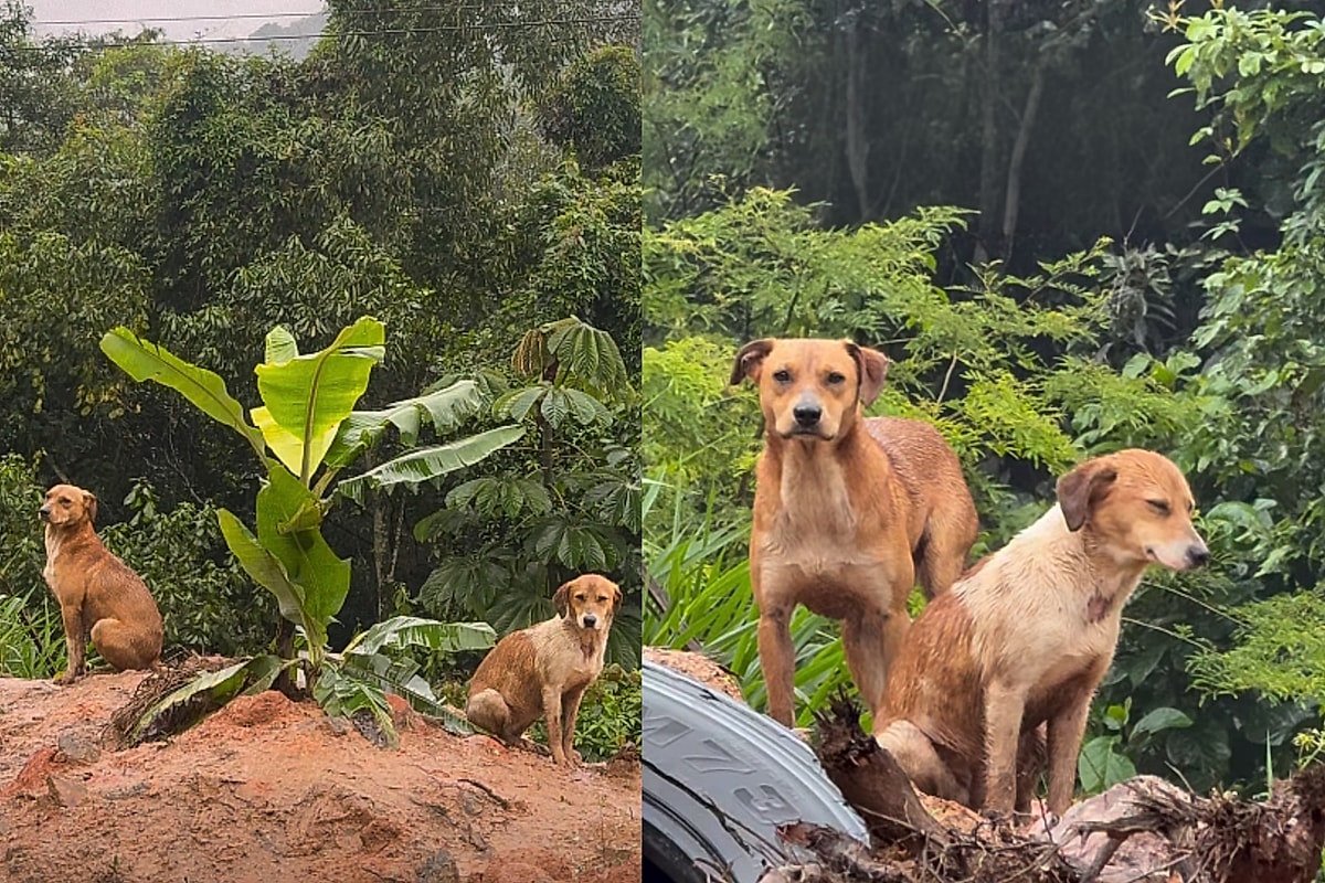 “Eles continuam esperando alguém que nunca vai voltar”: Cães ...