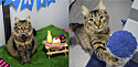 Foto: Battersea Dogs & Cats Home