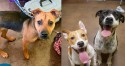 Foto: Florence-Lauderdale Animal Services