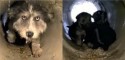 Foto: Dog Rescue Shelter Mladenovac, Serbia