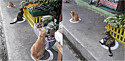 Os felinos foram fotografados em frente a um supermercado de Quezon City, nas Filipinas