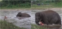 Foto: Reprodução Youtube / elephantnews