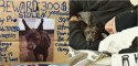 Foto: Facebook / Help Find Gizmo’s Friends | Facebook / Arthur & Co. Pet Concierge