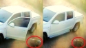 Motorista abandona cachorro em Jundiaí (SP). (Foto: Reprodução Facebook/A Voz da Região)