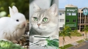 Imagem ilustrativa: coelho, gato (Fotos: Unsplash.com) | Fachada da Unesp, campus Botucatu (Foto: Unesp).