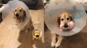 Cão golden retriever usa cone e ganha brinquedo de pelúcia que usa o mesmo acessório. (Foto: Arquivo Pessoal/Amber Gerick) 