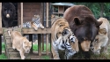 Amizade entre leão, urso e tigre dura mais de 15 anos em Atlanta, nos Estados Unidos. (Foto: Facebook / Noahs Ark Animal Sanctuary)