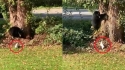Cão da raça Jack Russell persegue urso no jardim. (Foto: Reprodução Storyful/David Jonsson)