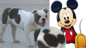Cadela chama atenção por ter nascido com o formato do Mickey Mouse nas costas. (Foto: Instagram/donaldhawecker | Divulgação)