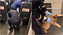 Gatinho é retirado de metrô na China. (Foto: Reprodução TikTok/Douyin 4999656)