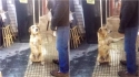 Cachorro de rua aprende a sentar e estender a pata para pedir atenção e comida. (Foto: Facebook/Red Mascotera Argentina)