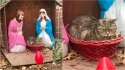 Gato é fotografado deitado na manjedoura no lugar do Menino Jesus. (Foto: Facebook/ Brooke Goldman)