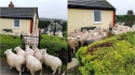 Rebanho de ovelhas busca abrigo no quintal de casa para fugir de cachorro solto em pasto. (Foto: Facebook/Policing Fenland)