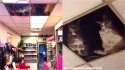 Comerciante coloca teto de vidro para que seus gatos possam observá-lo do alto. (Foto: Twitter/@SCMcrocodile)