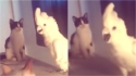 Em vídeo hilário, cacatua imita miado e confunde gatos. (Foto: Reprodução Youtube/ DailyPicksandFlicks)