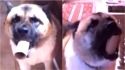 Cachorro usa rolo de papel higiênico como megafone. (Foto: Reprodução Facebook/Americas Funniest Home Videos) 