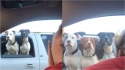 Mulher filma cães na janela de carro parado em sinaleira e se surpreende quando um terceiro cão aparece na filmagem. (Foto: Reprodução/ViralHog.com)
