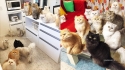 Japonesa cria 12 gatinhos persas em sua casa. (Foto: Instagram/12catslady)