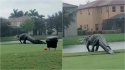 Jacaré gigante é visto atravessando campo de golfe na Flórida. (Foto: Reprodução Youtube/Yournumber1)