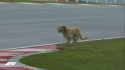 Cachorro invade pista da F1 na Índia. (Foto: Twitter/@F1)