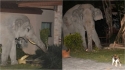 Gato corajoso bota elefante para correr após ele tentar invadir quintal de sua casa. (Foto: Reprodução/ViralPress)