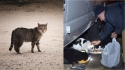 Idoso de 76 anos coleta e vende sucata para alimentar gatinhos em situação de rua. (Foto: Brian Wangenheim no Unsplash / Hartford Courant/Peter Casolino)
