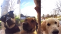 Campainha com câmera flagra cães usando o dispositivo para chamar os donos. (Foto: Reprodução/ring.com)