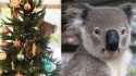 Família encontra coala pendurado na árvore de Natal da sua sala. (Foto: Instagram/Mcqueen1004 | Angelo_Giordano/Pixabay)