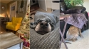 Sequência de fotos: descubra onde estão os cães. (Foto: Facebook/Brianna Bodin | Facebook/Harley Greco | Facebook/Michelle Mabarak Steiner)