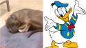 Buldogue americano faz ruído igual ao Pato Donald enquanto dorme. (Foto: Reprodução/ Videlo | Divulgação/Disney)